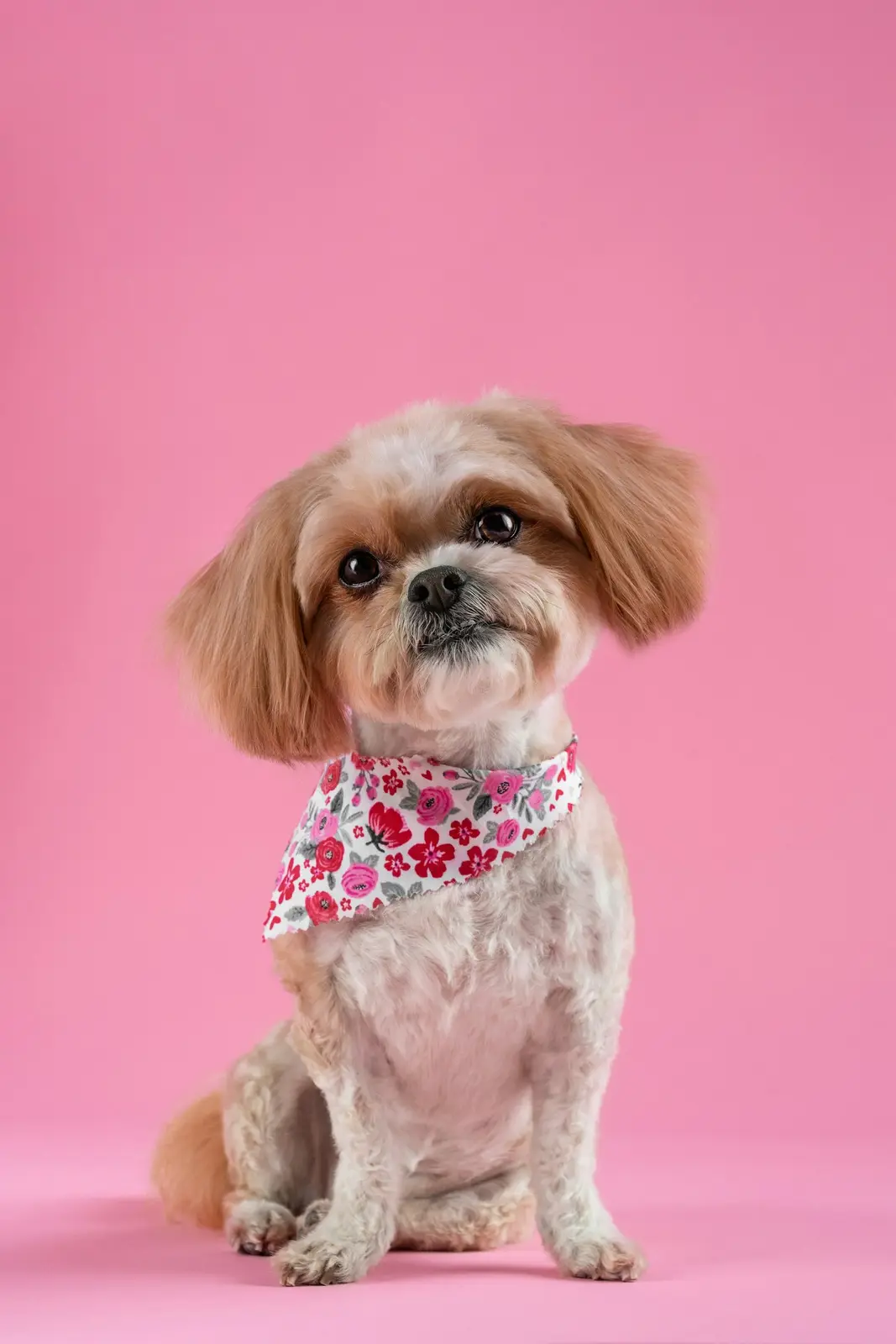 Cuidamos a tu mascota de la nariz a la cola